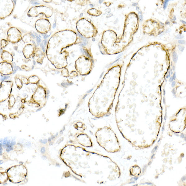 CD31/PECAM1 Rabbit pAb