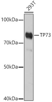 TP73 Rabbit pAb