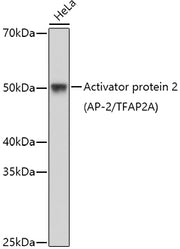 Activator protein 2 (AP-2/TFAP2A) Rabbit pAb