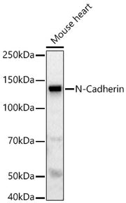N-Cadherin Rabbit pAb