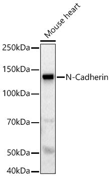 N-Cadherin Rabbit pAb