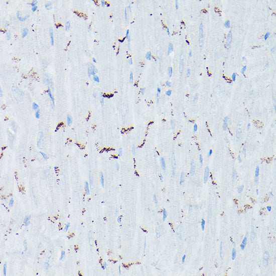 N-Cadherin Rabbit pAb