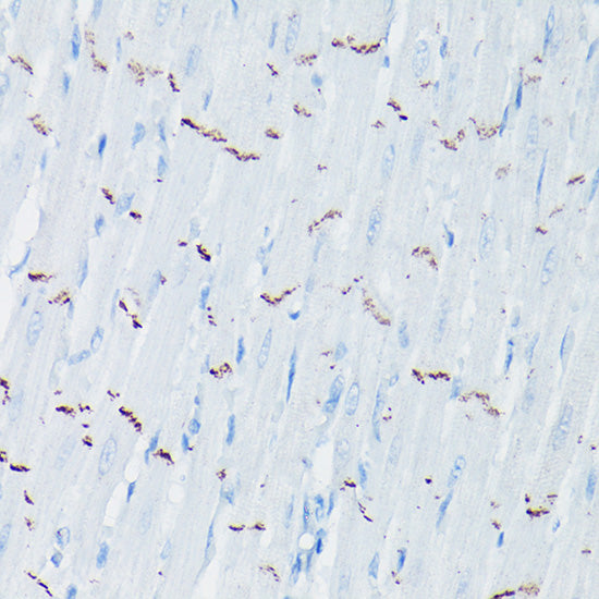 N-Cadherin Rabbit pAb
