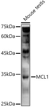 MCL1 Rabbit pAb