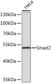 Smad2 Rabbit pAb