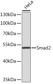 Smad2 Rabbit pAb