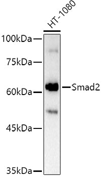 Smad2 Rabbit pAb