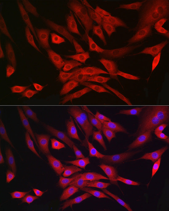 MRPL28 Rabbit mAb