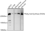 Fatty Acid Synthase (FASN) Rabbit pAb