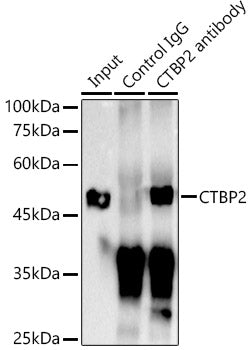 CTBP2 Rabbit mAb