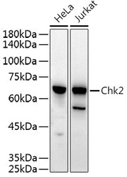 Chk2 Rabbit pAb