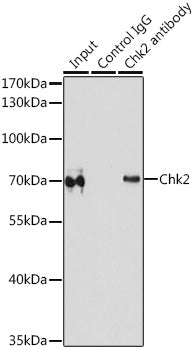 Chk2 Rabbit pAb