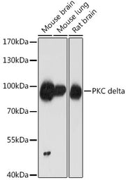 PKC delta Rabbit pAb