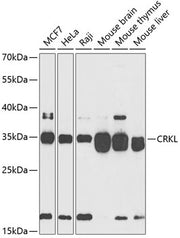 CRKL Rabbit pAb
