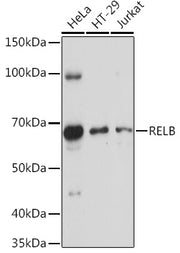 RELB Rabbit pAb
