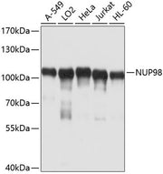 NUP98 Rabbit pAb