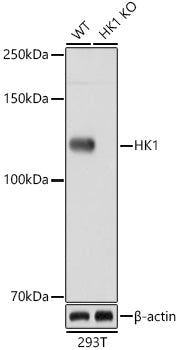 [KO Validated] HK1 Rabbit mAb