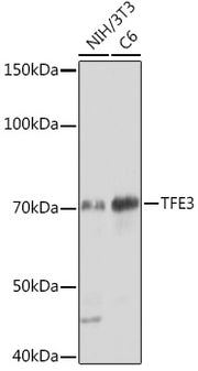 TFE3 Rabbit mAb