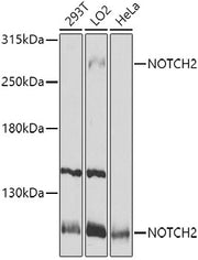 NOTCH2 Rabbit pAb