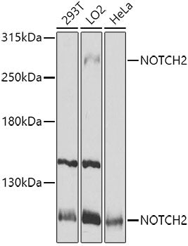 NOTCH2 Rabbit pAb