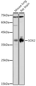 SOX2 Rabbit pAb