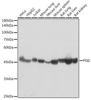 PGD Rabbit mAb