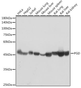 PGD Rabbit mAb