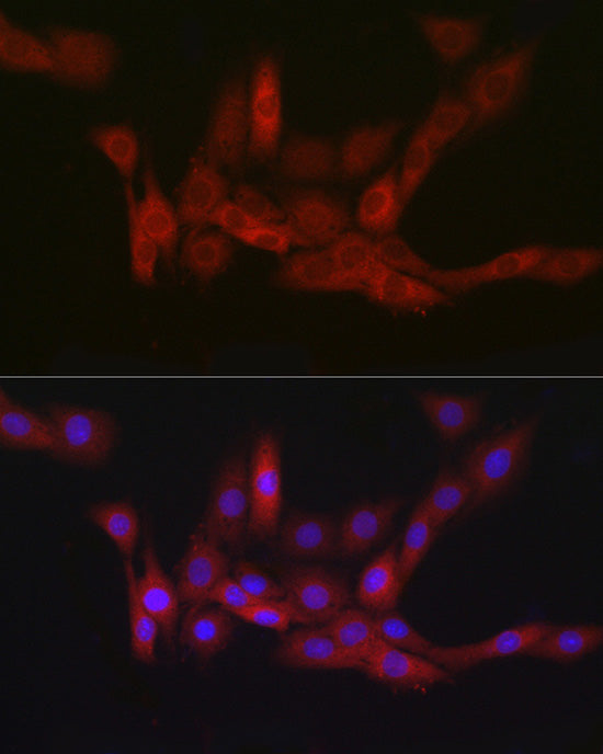 PGD Rabbit mAb