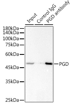 PGD Rabbit mAb