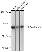HSP60/HSPD1 Rabbit mAb