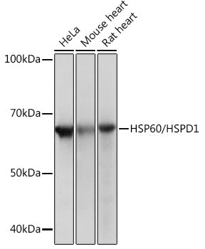 HSP60/HSPD1 Rabbit mAb