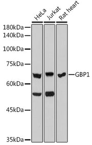 GBP1 Rabbit mAb