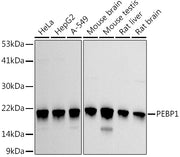 PEBP1 Rabbit pAb