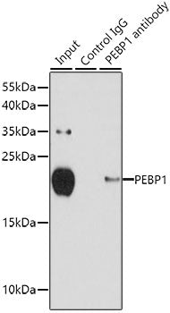 PEBP1 Rabbit pAb