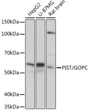 PIST/GOPC Rabbit mAb