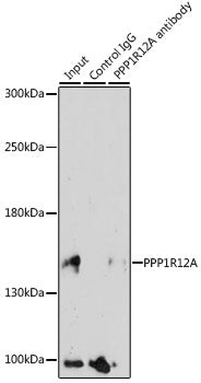 PPP1R12A Rabbit pAb