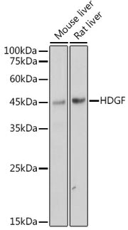 HDGF Rabbit mAb