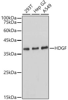 HDGF Rabbit mAb