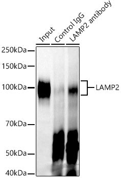 [KO Validated] LAMP2 Rabbit mAb