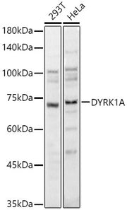 DYRK1A Rabbit pAb