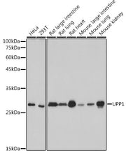 UPP1 Rabbit mAb