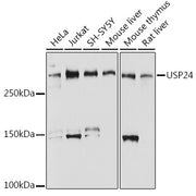 USP24 Rabbit mAb