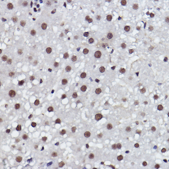 MED4 Rabbit mAb