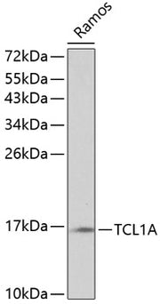 TCL1A Rabbit pAb