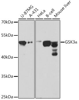 GSK3α Rabbit pAb