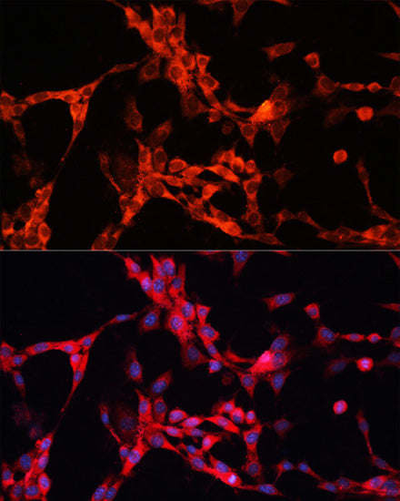 GSK3α Rabbit pAb