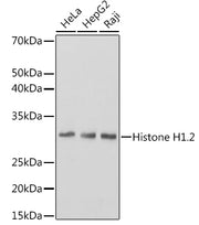 Histone H1.2 Rabbit mAb