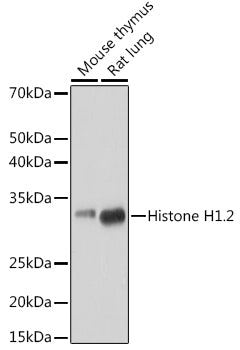 Histone H1.2 Rabbit mAb