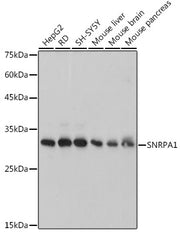 SNRPA1 Rabbit mAb