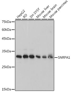 SNRPA1 Rabbit mAb